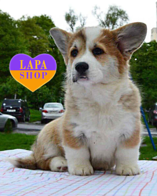 вельш коргі пемброк рудого забарвлення