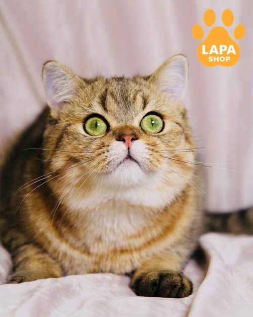 золотий скотіш