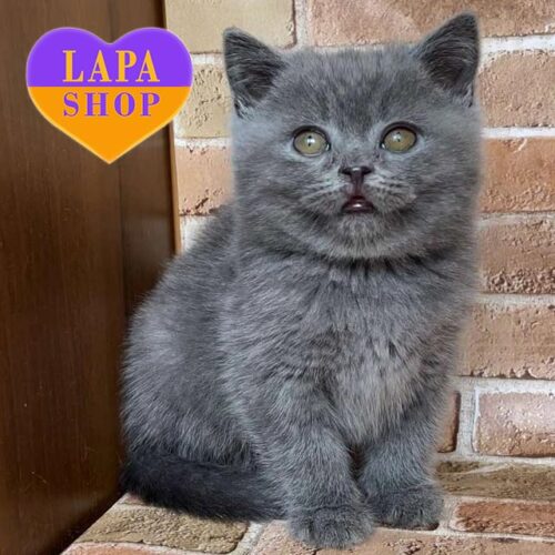 Очаровательный британский котенок в голубой шубке Алексис