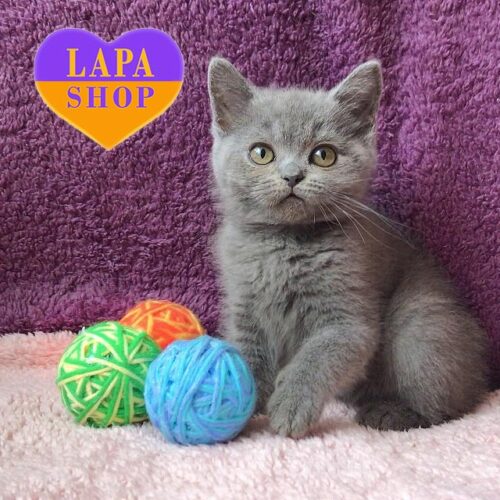 Амели — очаровательная британская кошечка