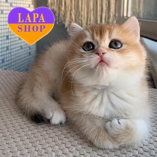 Charming British Golden Kitten