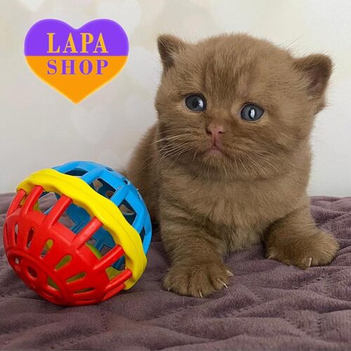 FanFan — британський красунчик розкішного забарвлення цинамон. Відкрито резерв!