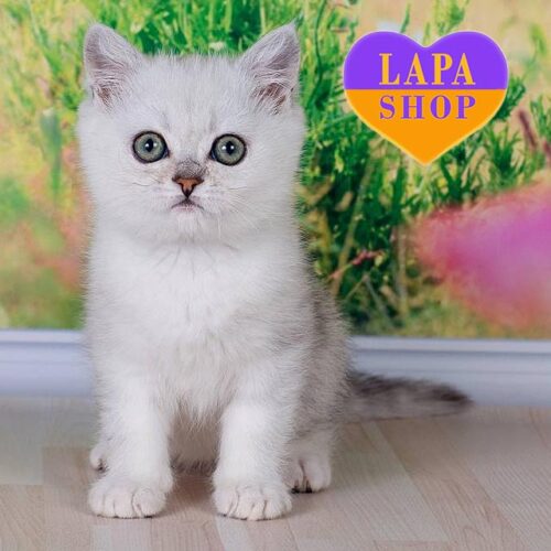 Грайливе та активне британське кошеня, яке любить спати поруч Funt