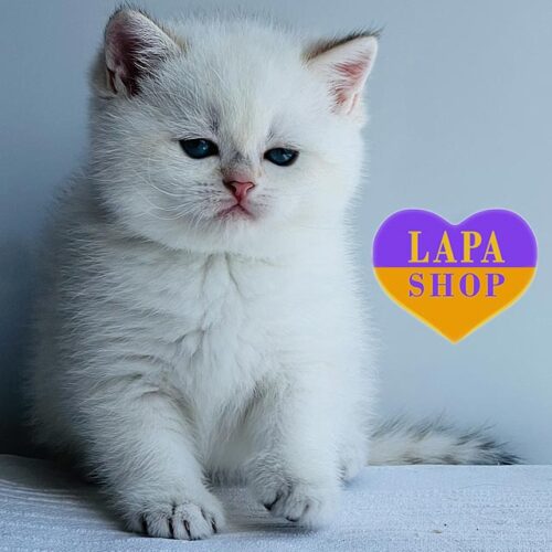 Glory — мила британська кішечка в розкішній шубці