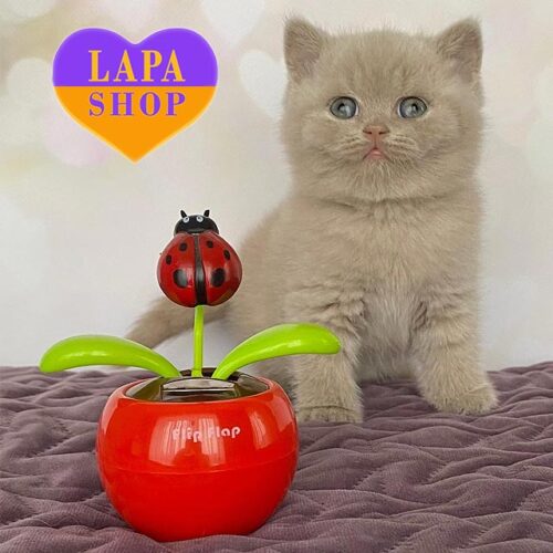 Милый британский котенок в роскошной шубке окраски фауны Iseberg. Открыт резерв!