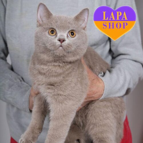 Jastin is a British Handsome Cat in a Luxurious Lilac Fur Coat