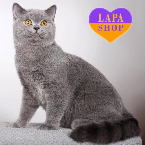 Чарівний британський котик елегантного блакитного забарвлення Jazz