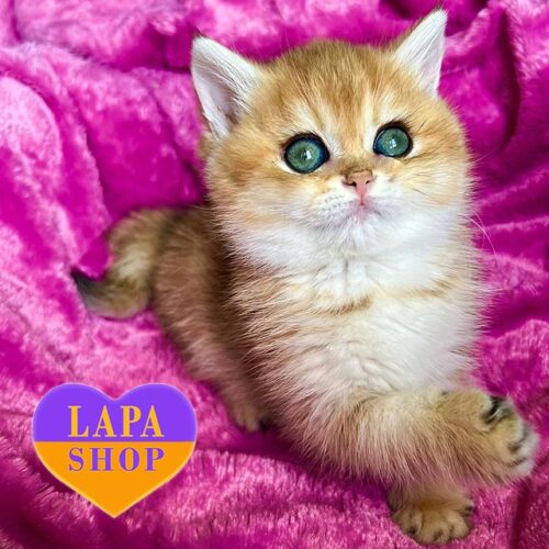 Милая британская кошечка золотого окраса Луиза