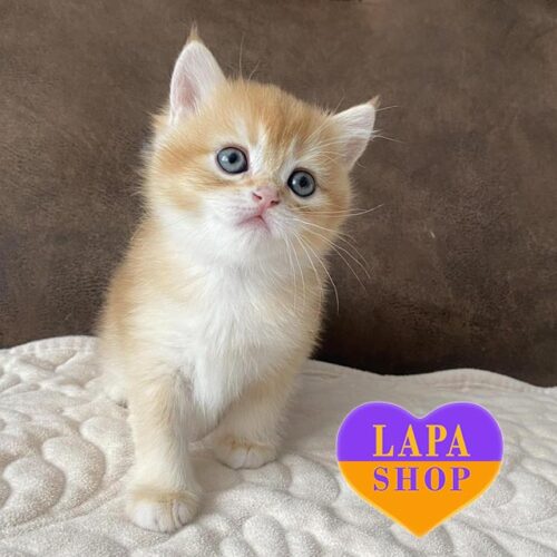 Cute British Kitten in a Golden Fur Coat — He is Your Future Favorite