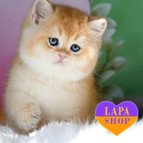 Милый британский котенок в плюшевой золотой шубке Rex