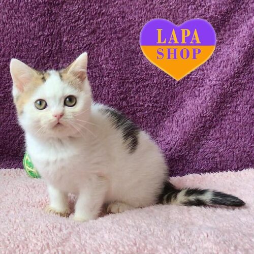 Британская красавица нежного окраса Валерия