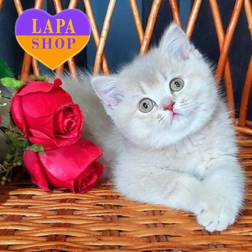 Charming British Kitty in a Luxurious Lilac Golden Fur Coat Wilma