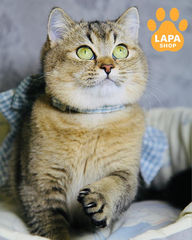 британська кішка