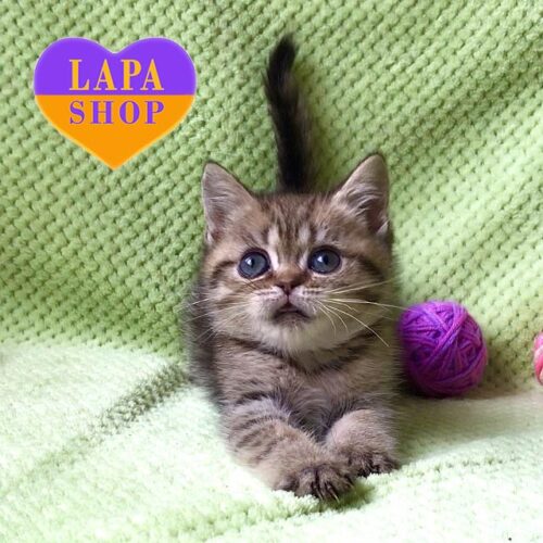 Yasmin — элегантная британская кошечка