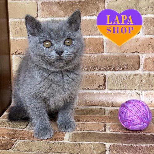 Милая британская кошечка Зоя