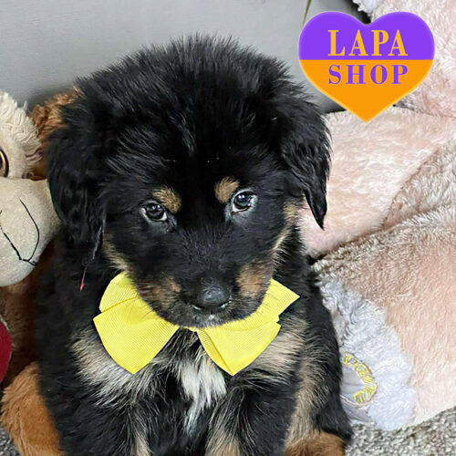 Caimon — True Gentleman of Tibetan Mastiff Breed