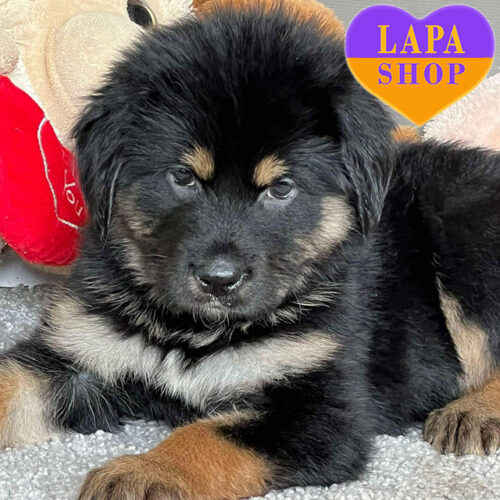 Camelia — Charming Girl of Tibetan Mastiff Breed