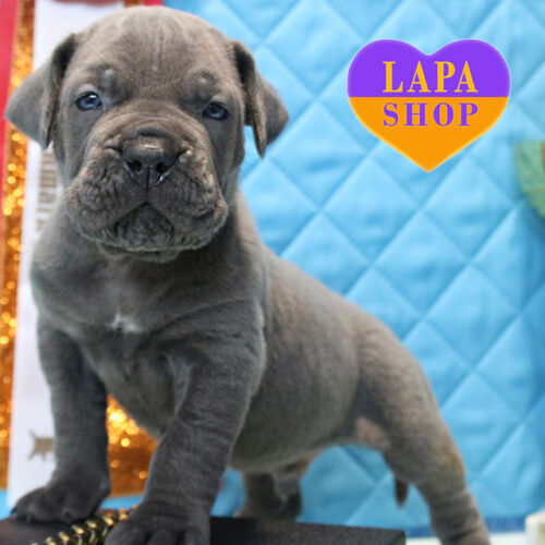 Милый мальчик породы кане корсо ждет свою семью