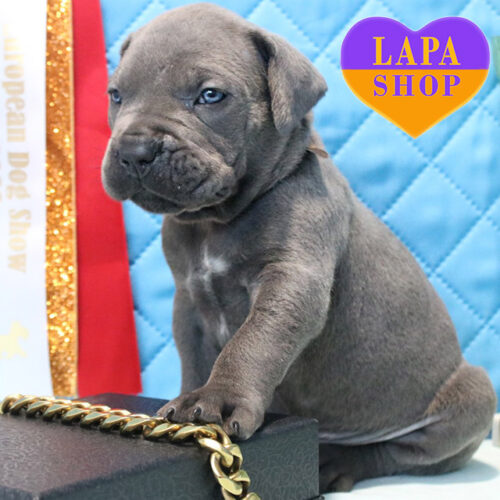 Очаровательный джентельмен породы кане корсо серого окраса