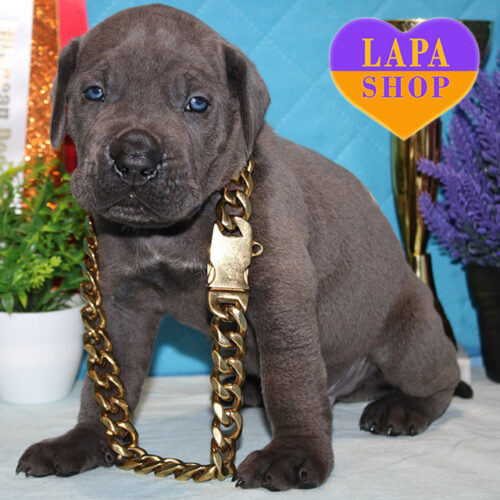 Величественный серый мальчик породы кане корсо