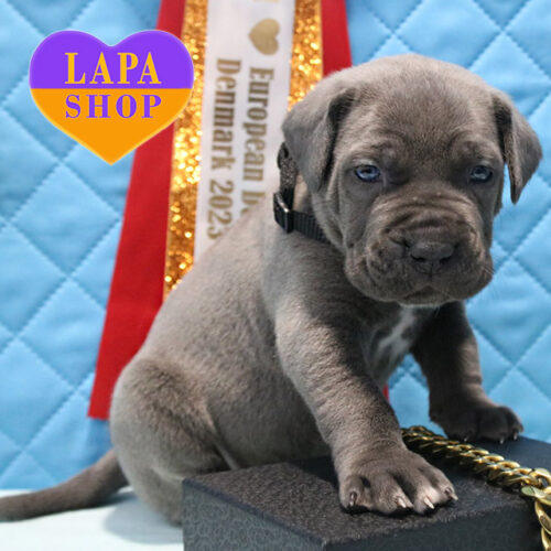 Серый щенок породы кане корсо — ваш будущий любимец