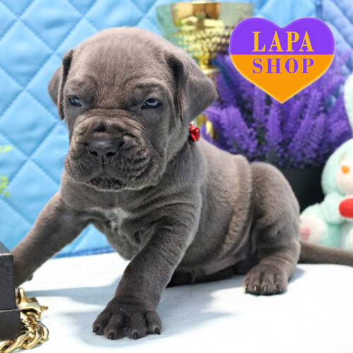 Серый красавец породы кане корсо