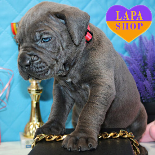 Очаровательная девочка породы кане корсо серого окраса