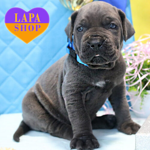 Серая красавица породы кане корсо ждет своей семьи