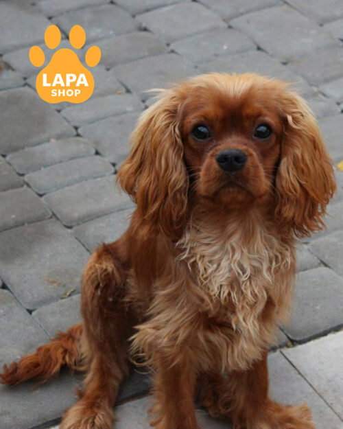 рубіновий кавалер кінг чарльз спанієль