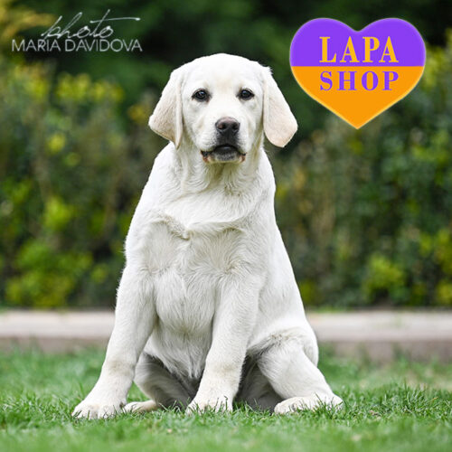 Cascading Moonlight — красуня породи лабрадор-ретривер