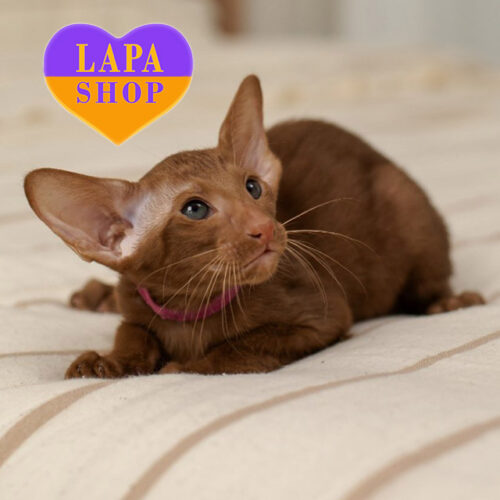 Вишукана орієнтальна леді Cassandra