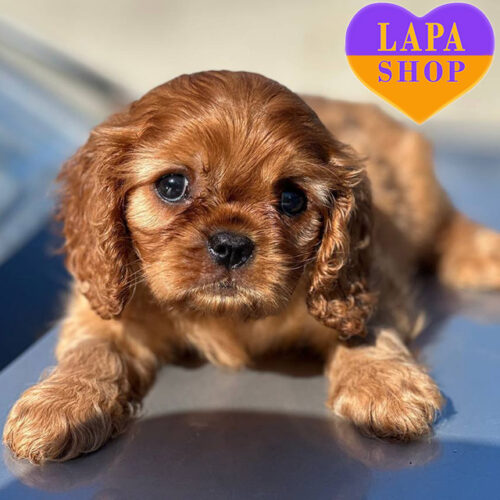 Beauty of Cavalier King Charles Spaniel with Ruby Coat