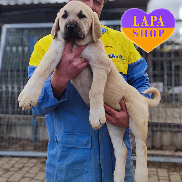 Central-Asian-Shepherd-Dog-01