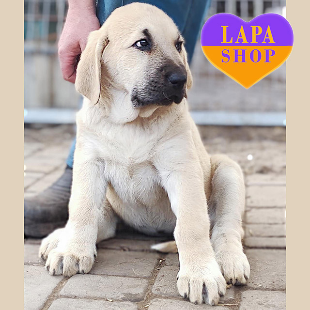 Central-Asian-Shepherd-Dog-02