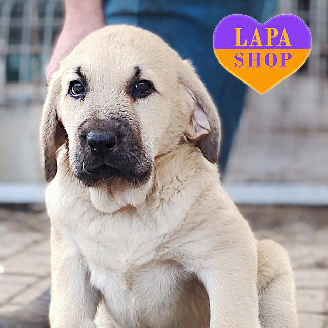 Central-Asian-Shepherd-Dog-03