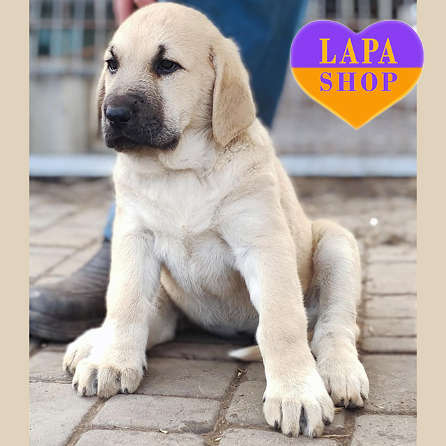 Central-Asian-Shepherd-Dog-04