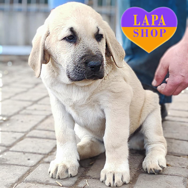 Central-Asian-Shepherd-Dog-05