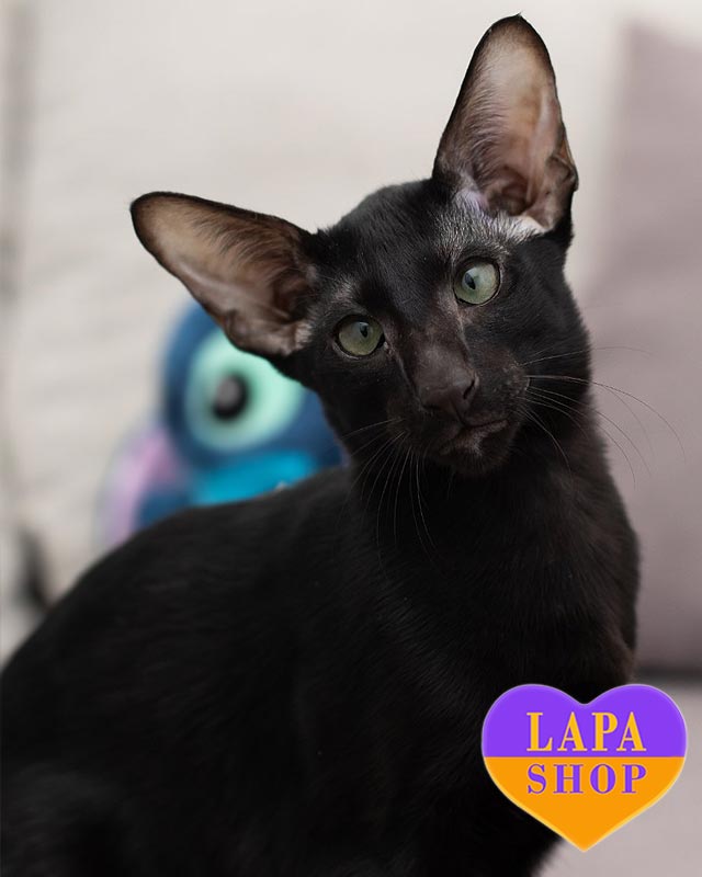 чорний орієнтал