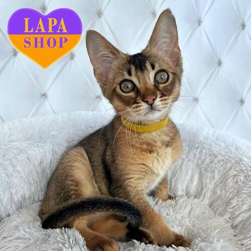 Nox — харизматичный красавчик породы чаузи F4