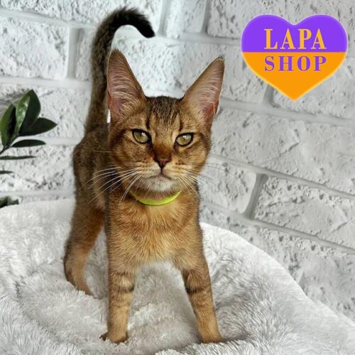 Грациозная кошечка породы чаузи F2 Rosie