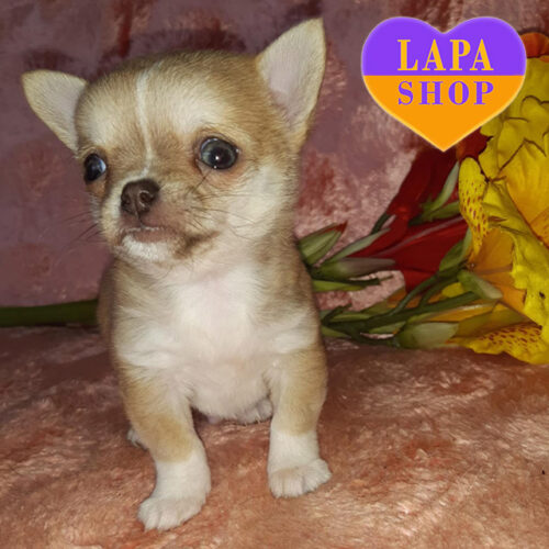 Маленький мальчик породы чихуахуа ждет своей семьи