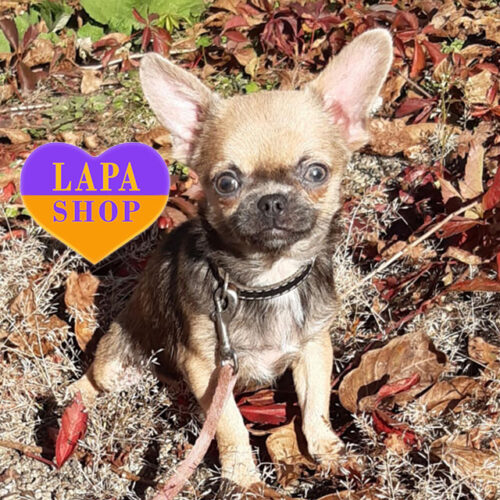 Длинношерстная красавица породы чихуахуа ждет свою семью