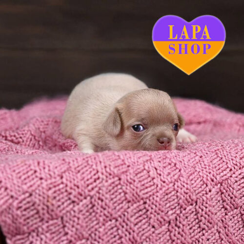 Миловидний хлопчик породи чихуахуа лілового забарвлення