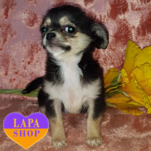 Милая девочка породы чихуахуа длинношерстный