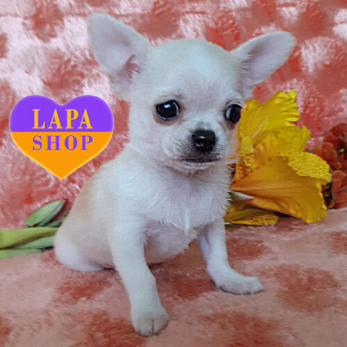 Кремовый мальчик породы чихуахуа