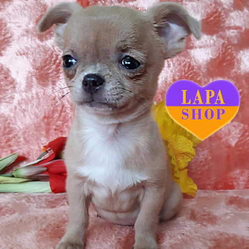 Девочка породы чихуахуа – маленькая красавица, притягивающая взгляды