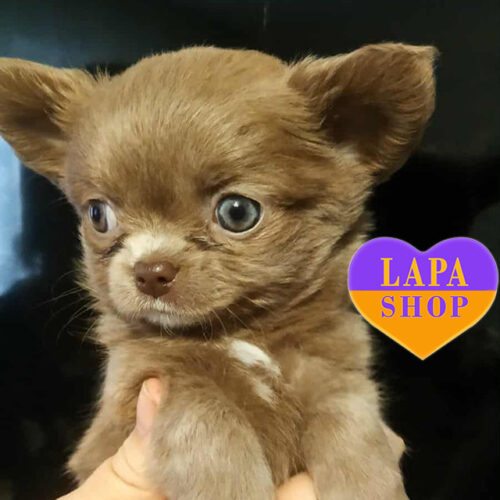 Cute Lady — Chihuahua Is Waiting for Her Family