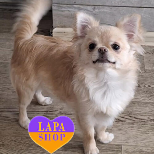 Кремова довгошерста дівчинка породи чихуахуа