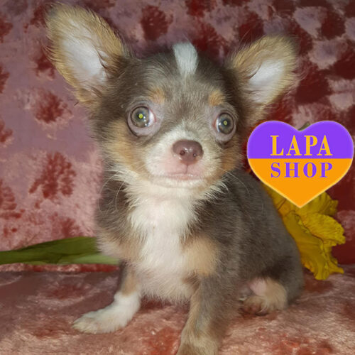 Чарівний довгошерстий хлопчик породи чихуахуа