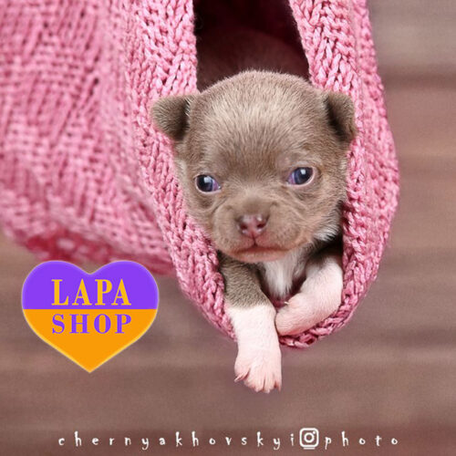 Елегантна дівчинка породи чихуахуа лілового забарвлення